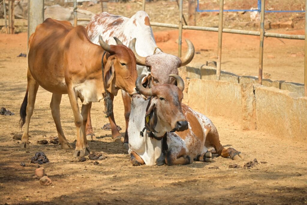 We all live together in harmony @Doddaballapur Goshala